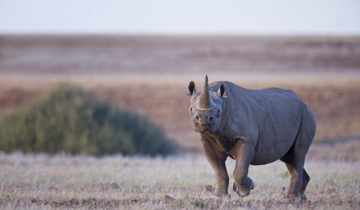 Kifaru