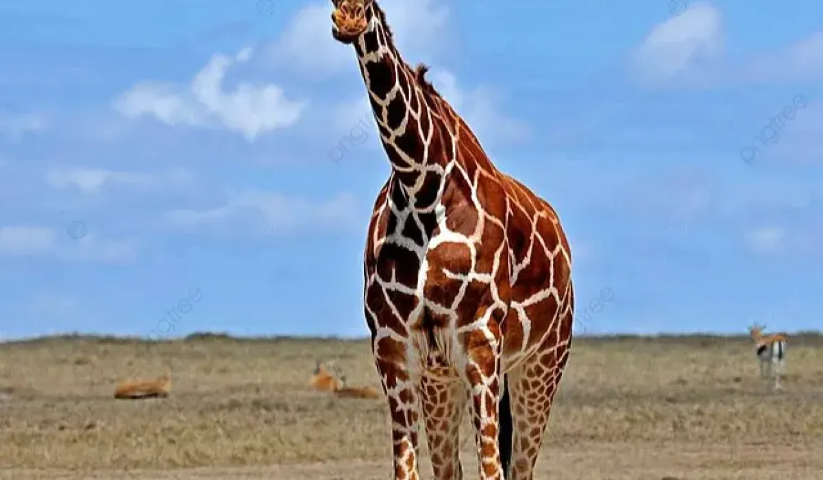 Twiga
