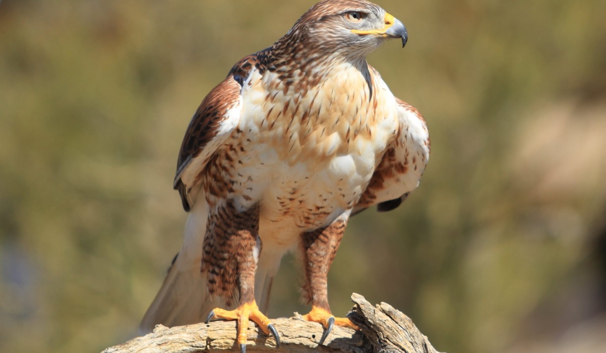 Mwewe (Hawk)