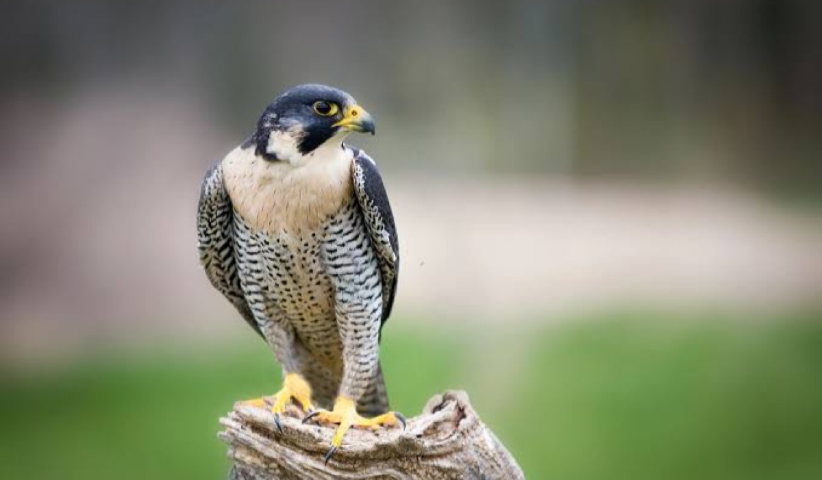 Kipanga (Falcon)