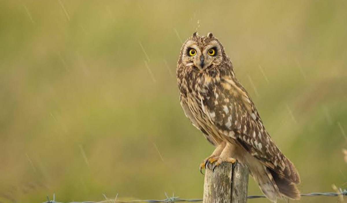 Bundi (Owl)