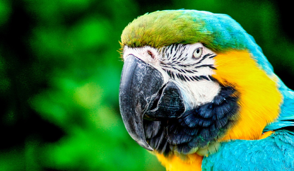 Kasuku (Parrot)