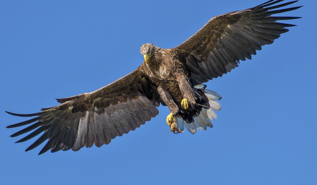 Tai (Eagle)