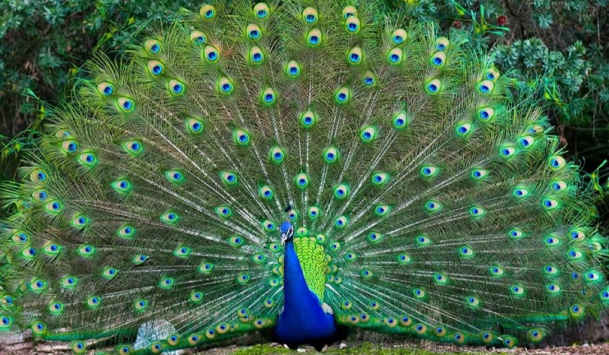 Tausi (Peacock)