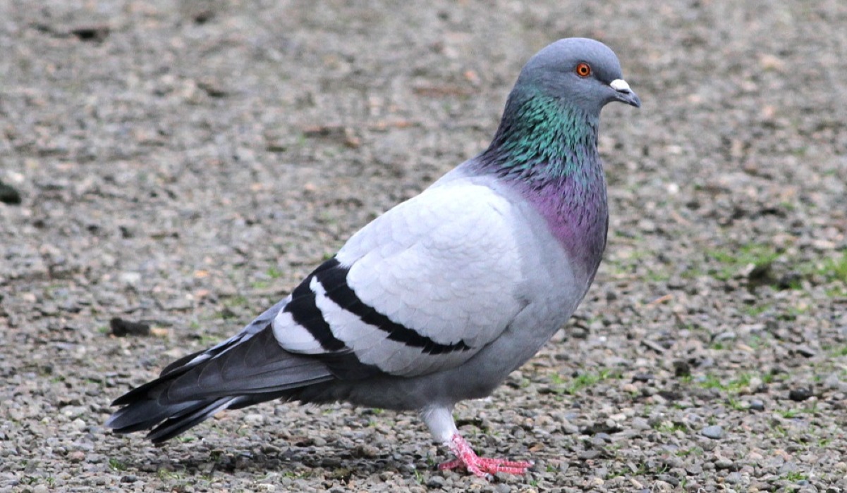 Njiwa (Pigeon)