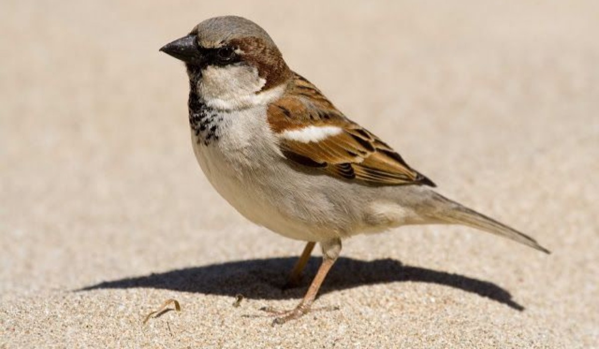 Shomoro (Sparrow)