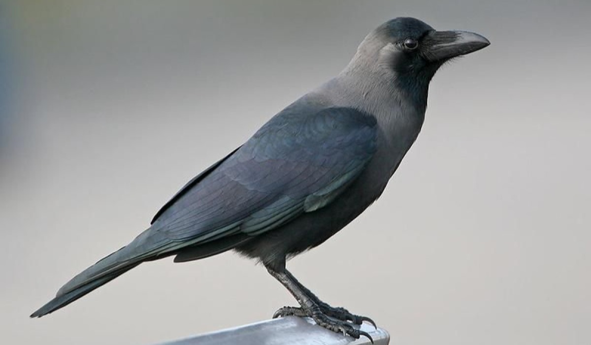 Kunguru (Crow)