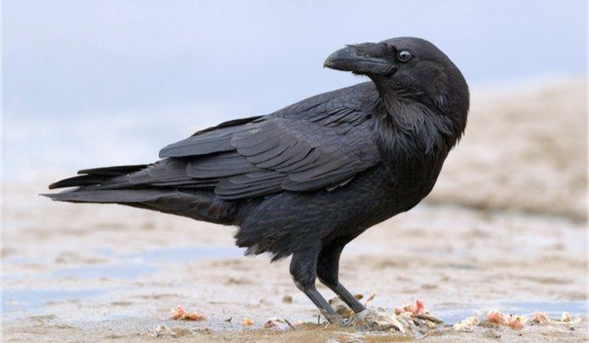 Kunguru mkubwa (Raven)