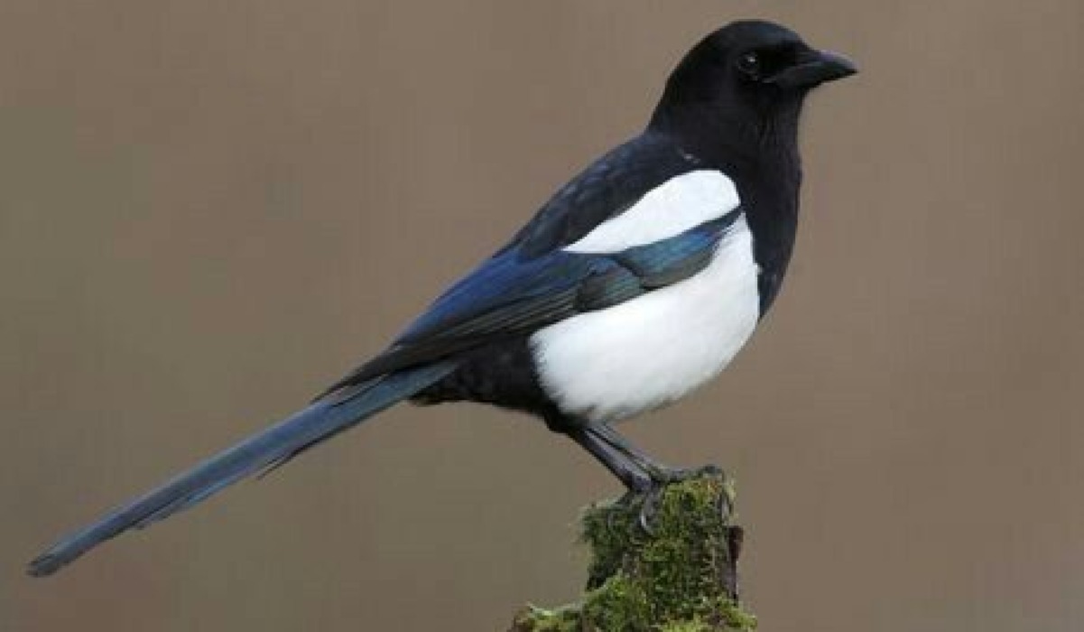 Magpie