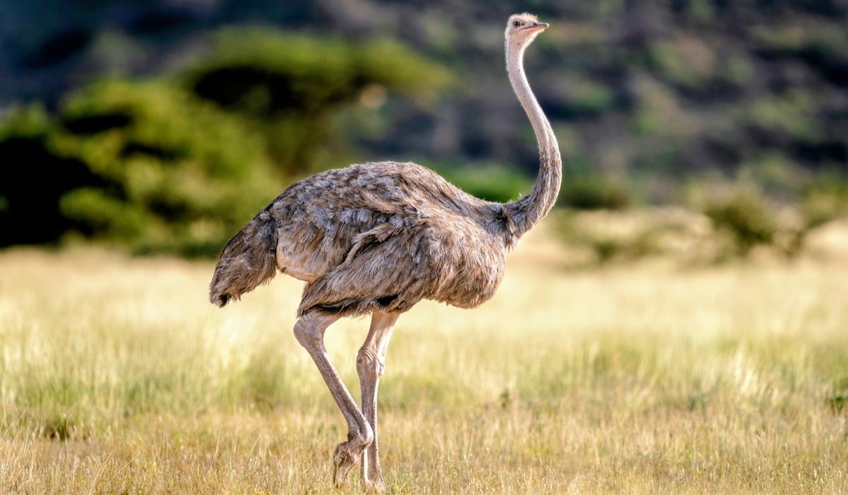 Emu