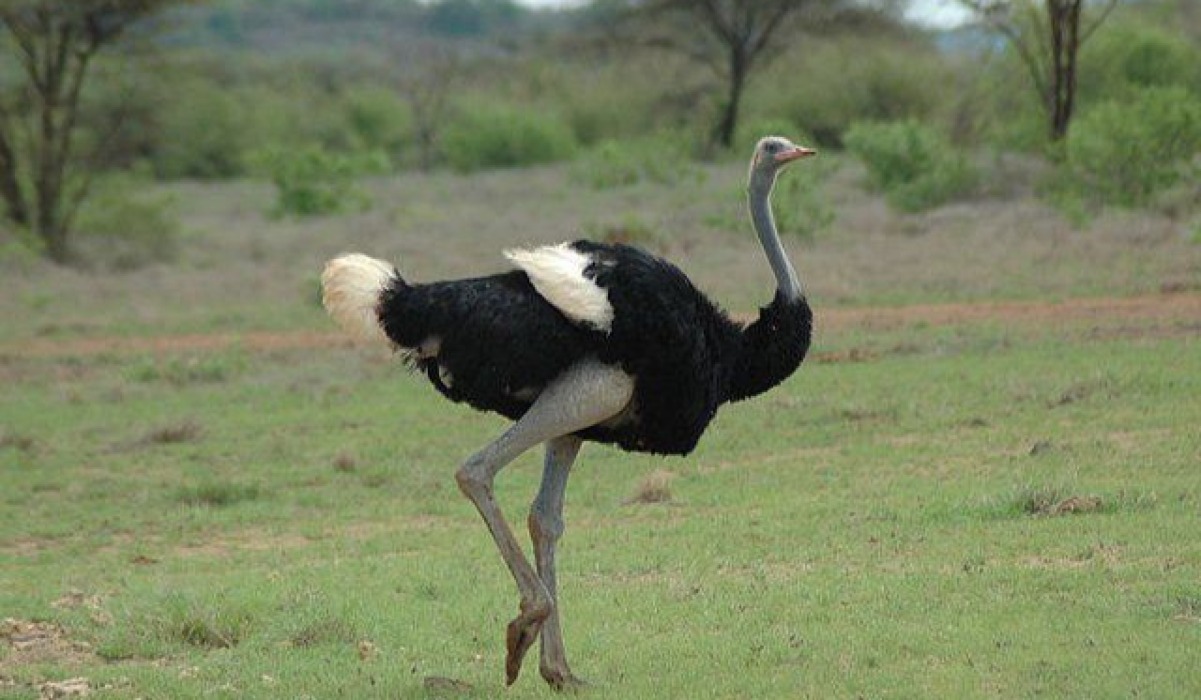 Mbuni (Ostrich)