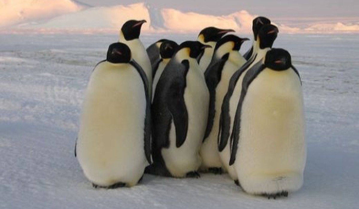 Pengwini (Penguin)