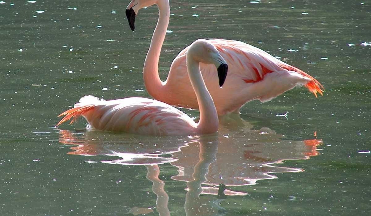 Flamingo