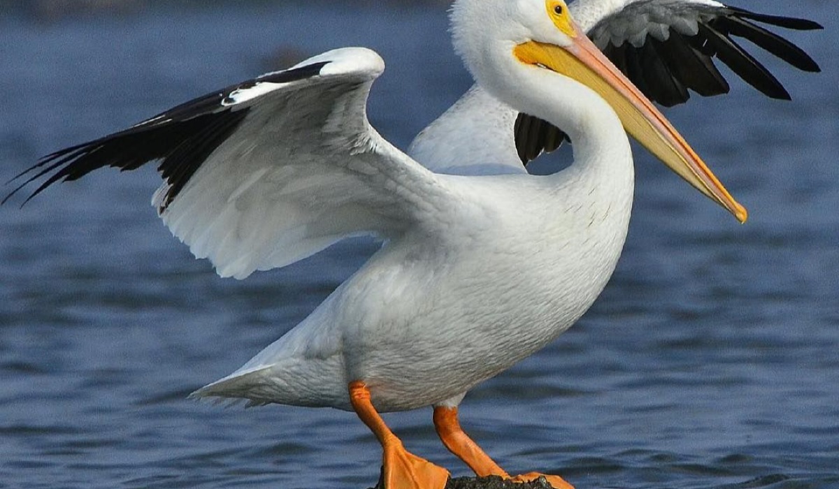 Mnyakamba (Pelican)