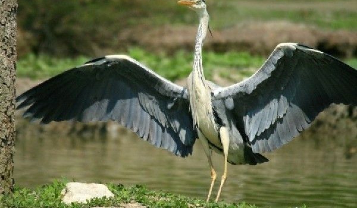 Korongo-maji (Heron)