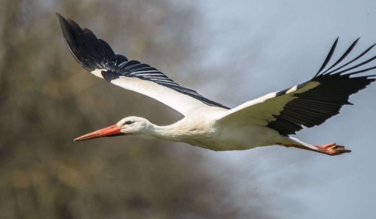 Korongo (Stork)