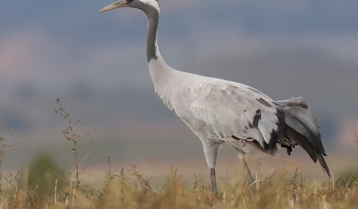 Crane