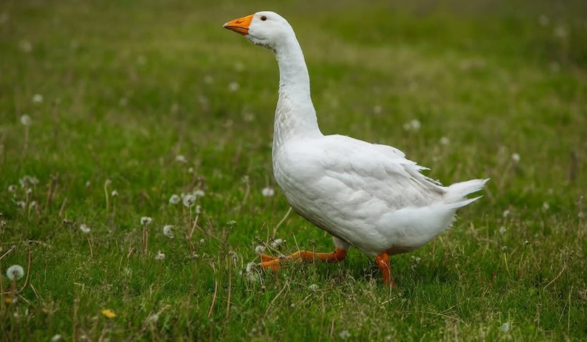 Bukini (Goose)