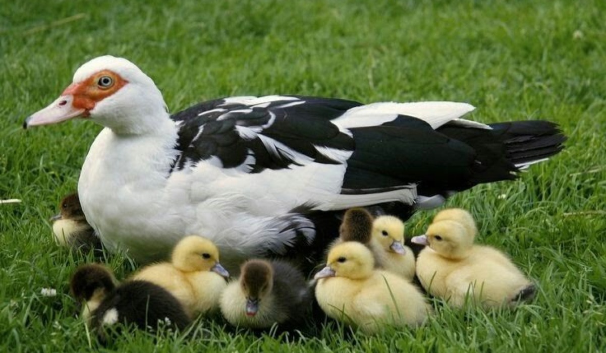 Bata (Duck)