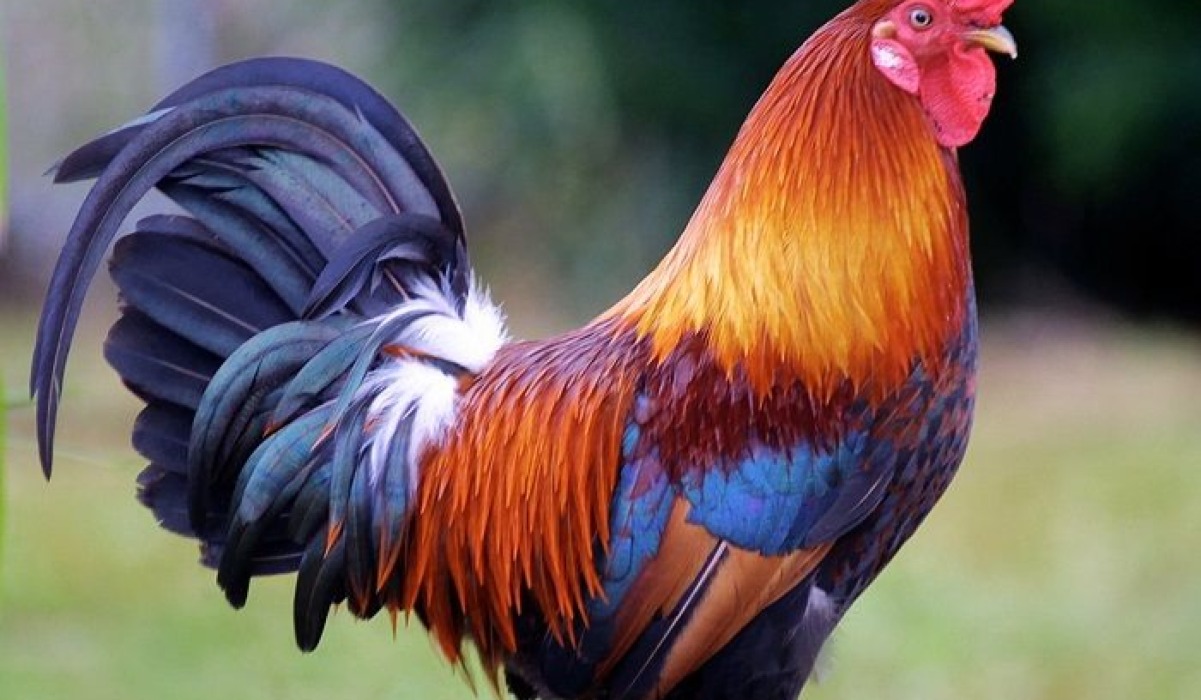 Kuku (Chicken)