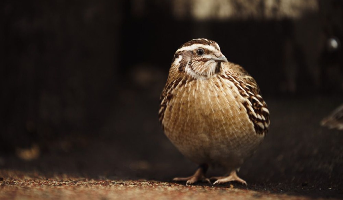 Kware (Quail)