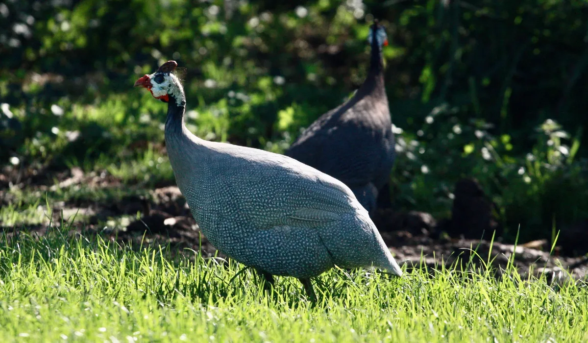 Kanga (Pheasant)
