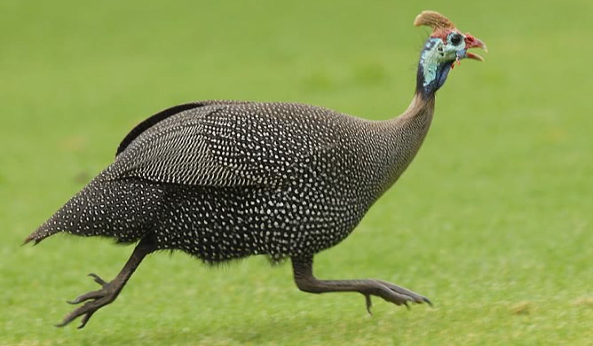 Kanga wa Guinea (Guinea fowl)