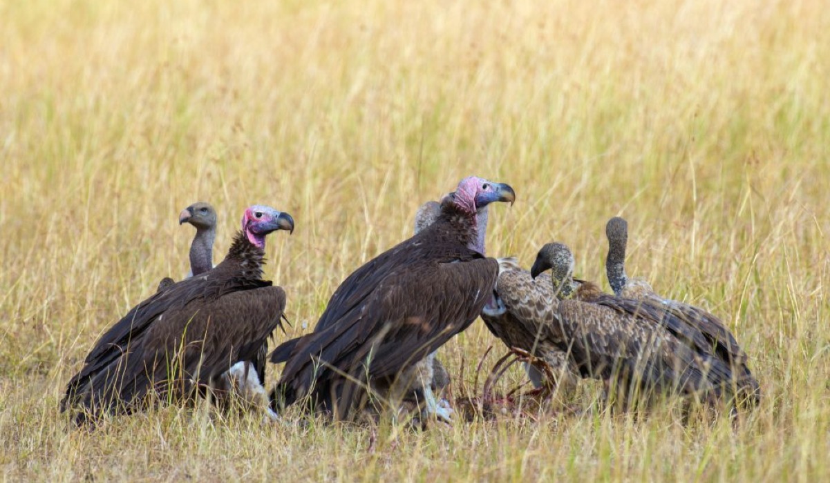 Tai-mzoga (Vulture)