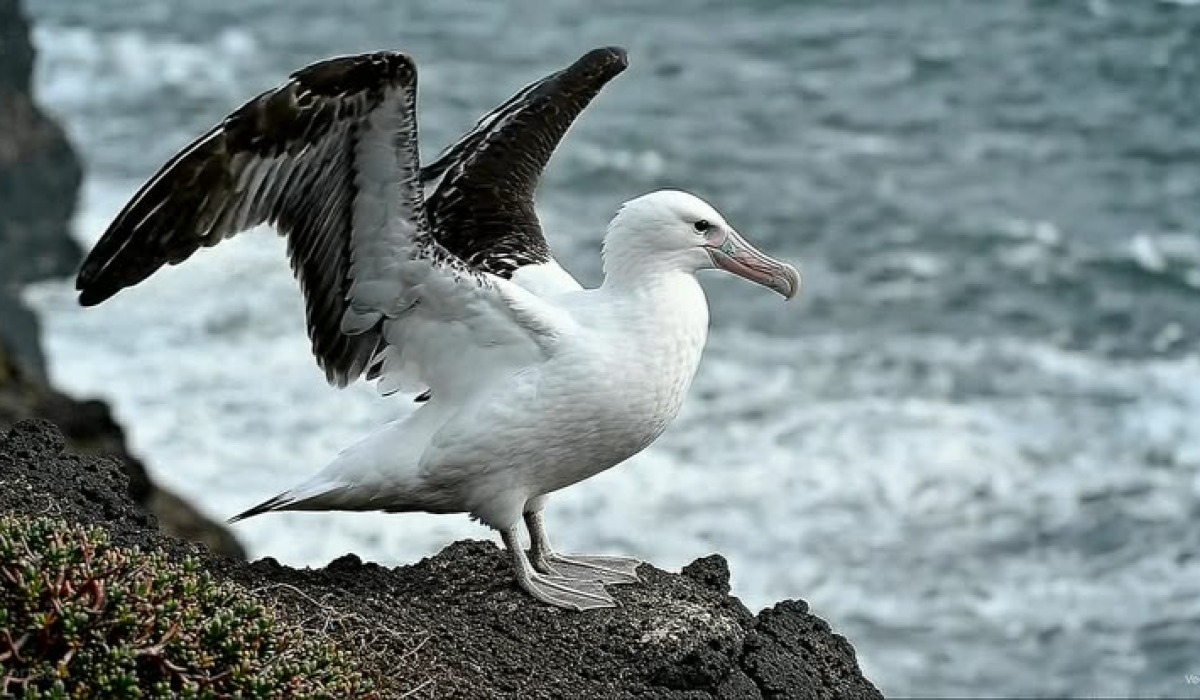 Albatrosi