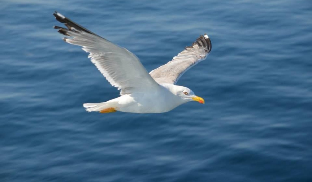Möwe / Ndege wa Baharini (Seagull)