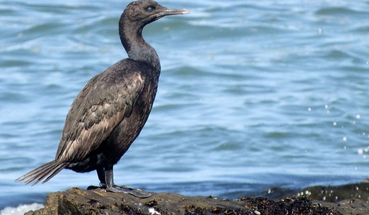 Kunguru-maji (Cormorant)