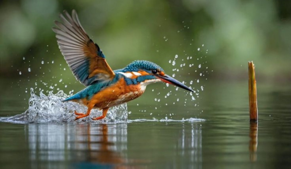 Mfalme wa Samaki (Kingfisher)