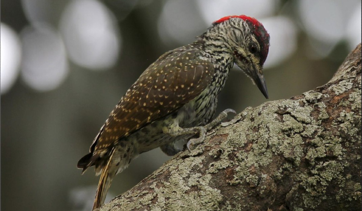 Mtema-miti (Woodpecker)