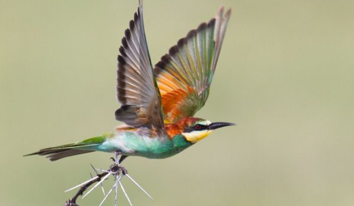 Ndege-mvumo (Hummingbird)