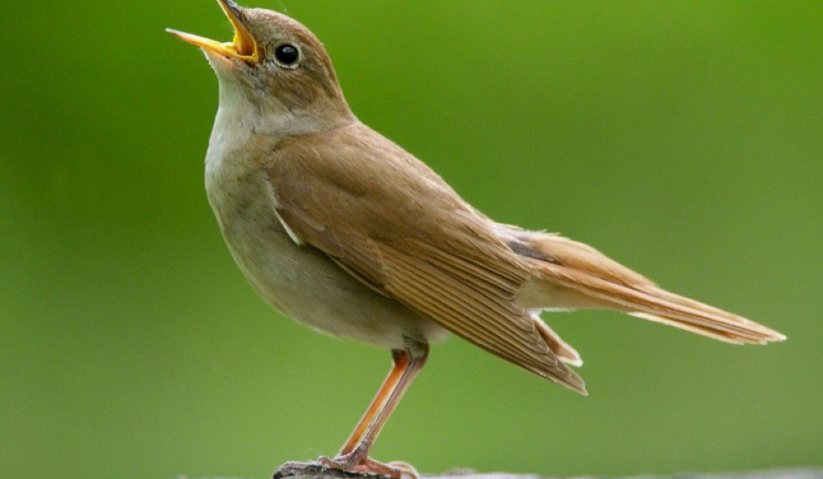 Ndege mwimbaji (Nightingale)