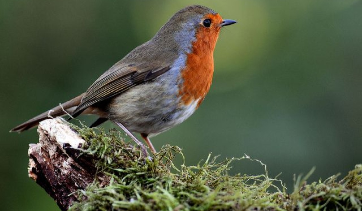 Robini (Robin)