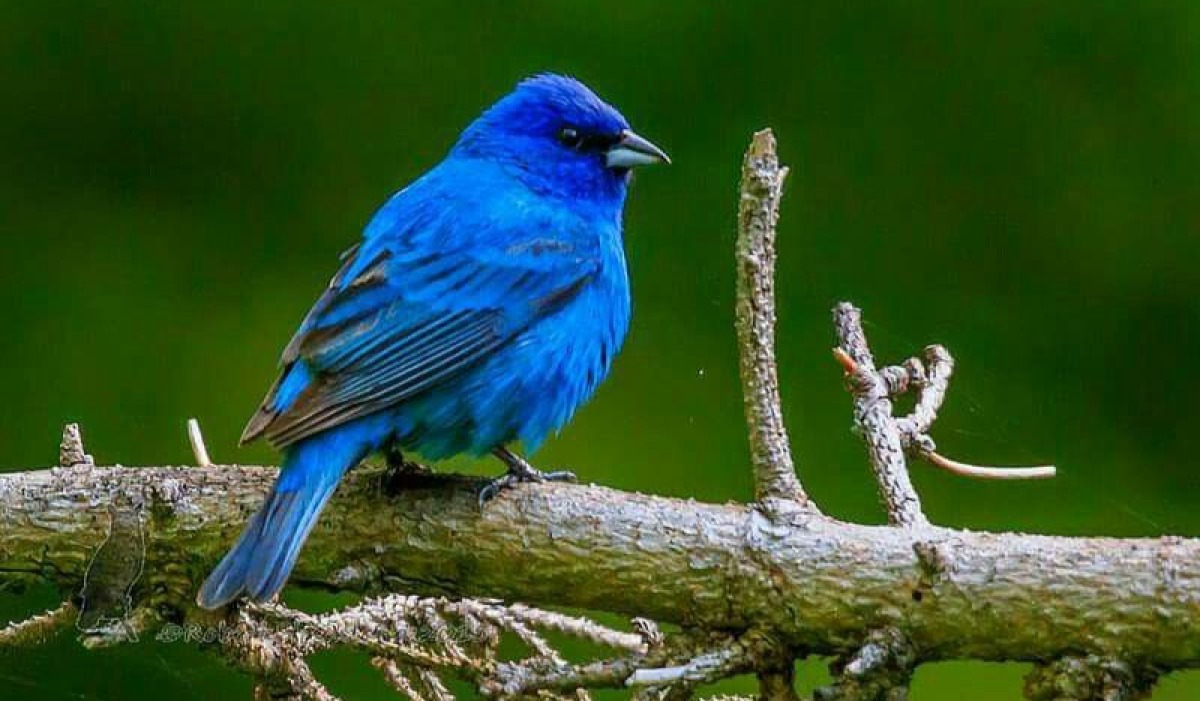 Ndege wa bluu (Bluebird)