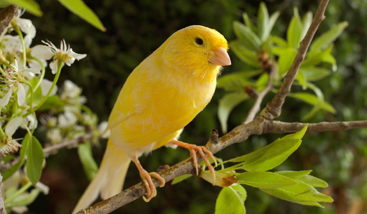 Kanari (Canary)