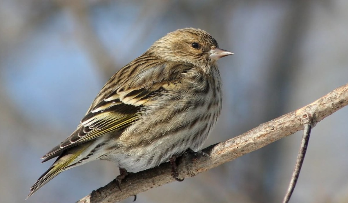 Finchi (Finch)