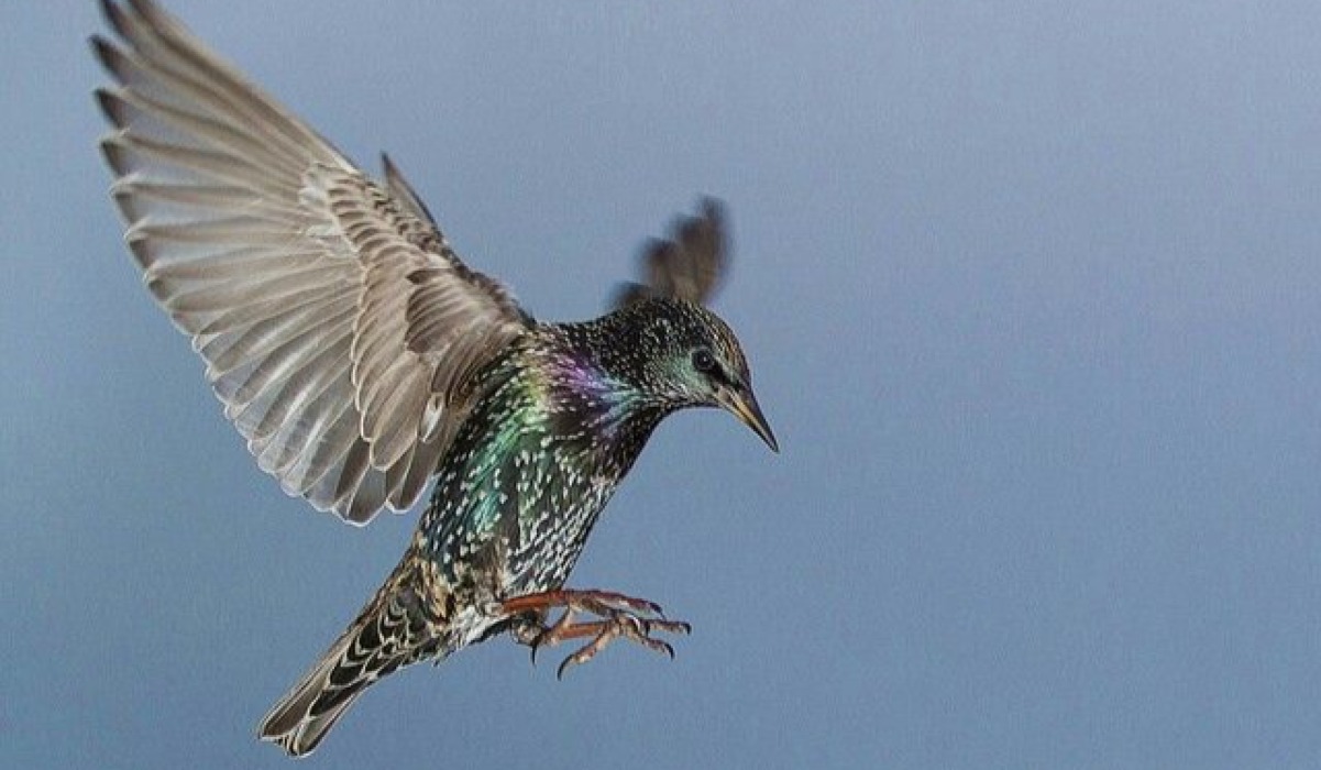 Ndege nyota (Starling) 