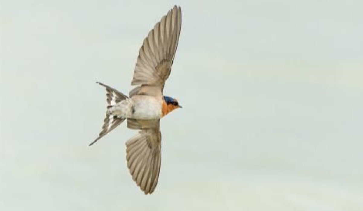 Mbayuwayu (Swallow) 