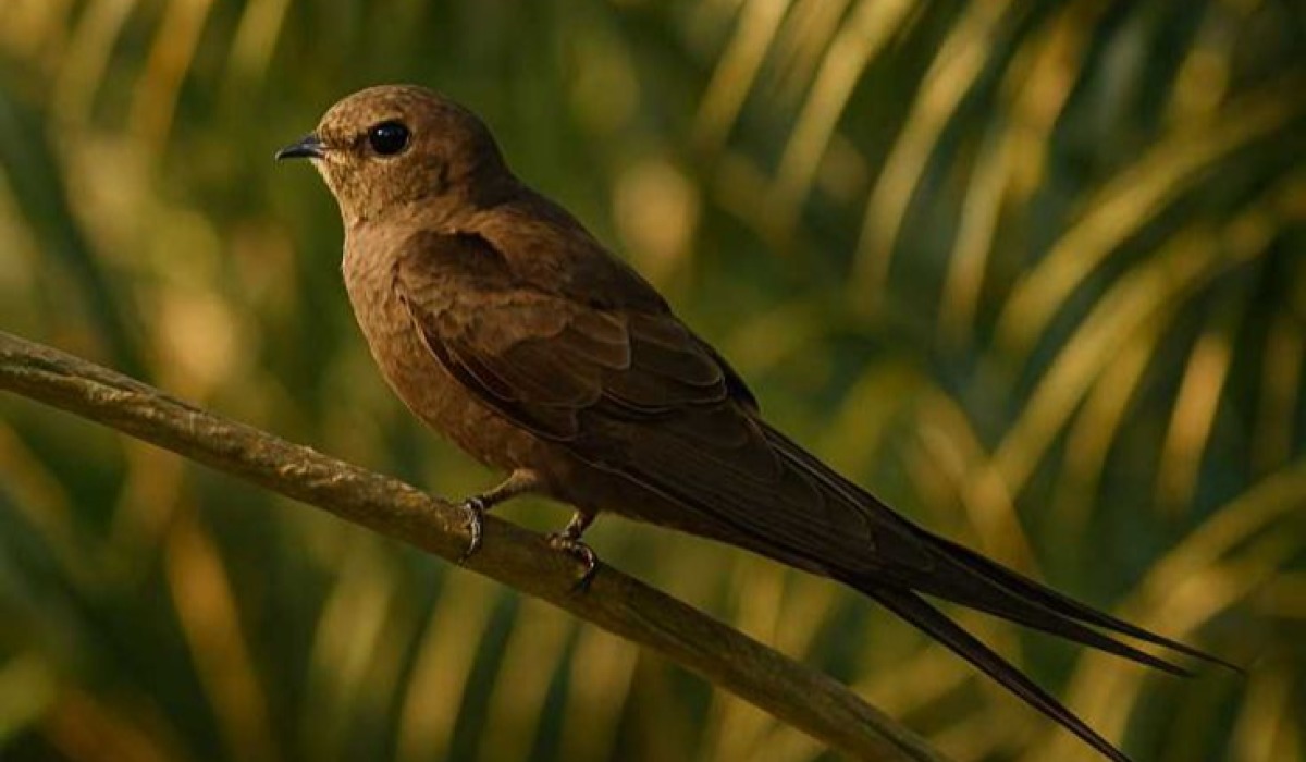 Mwepesi (Swift) 