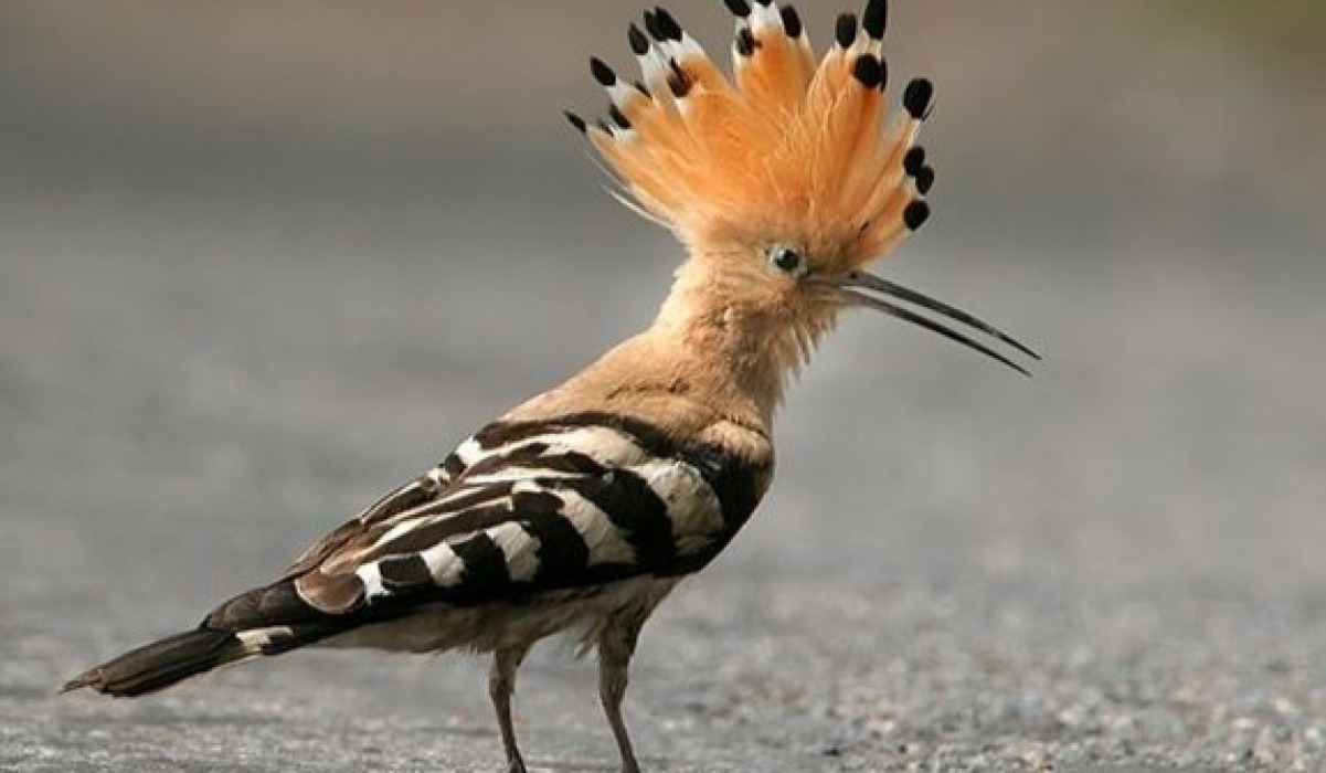 Huduhudu (Hoopoe) 