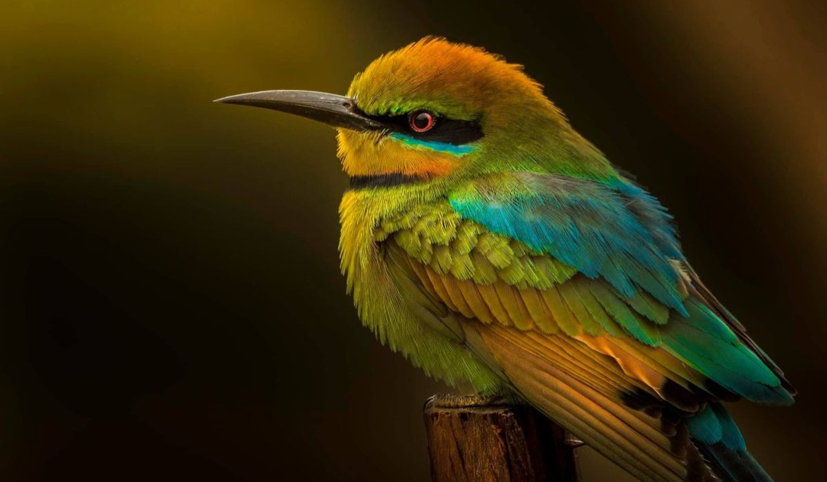 Ndege-mchungaji (Bee-eater) 