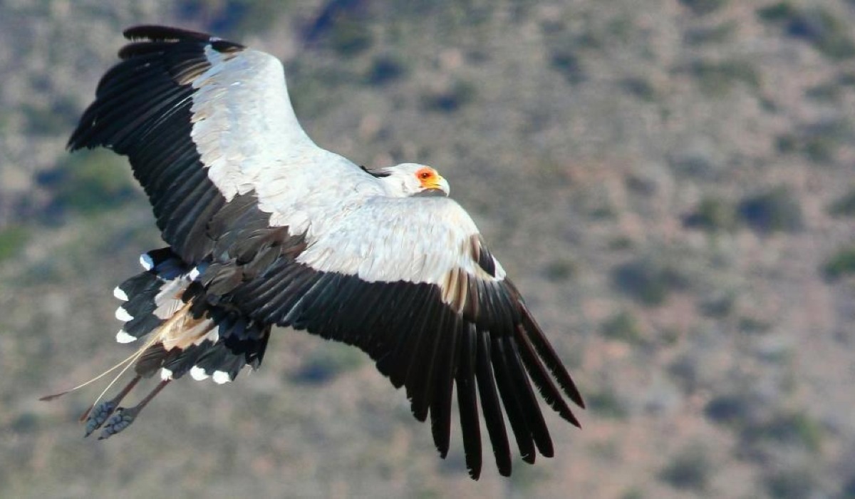 Karani-ndege (Secretarybird) 