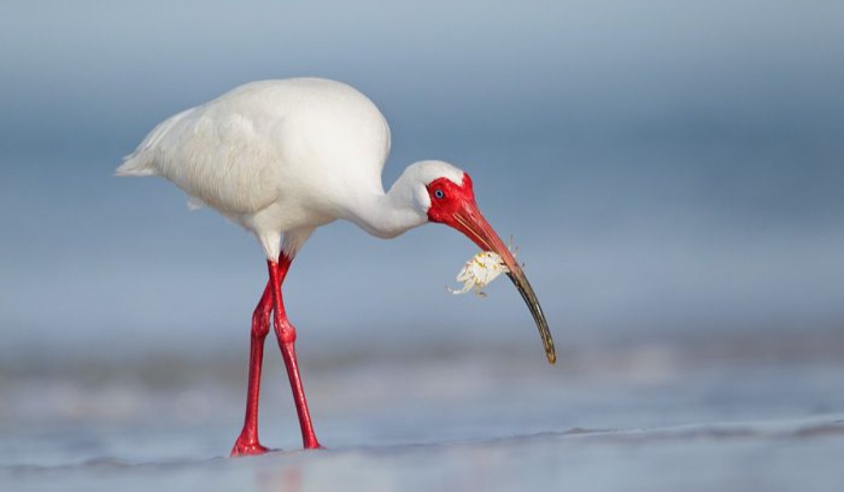 Ibis