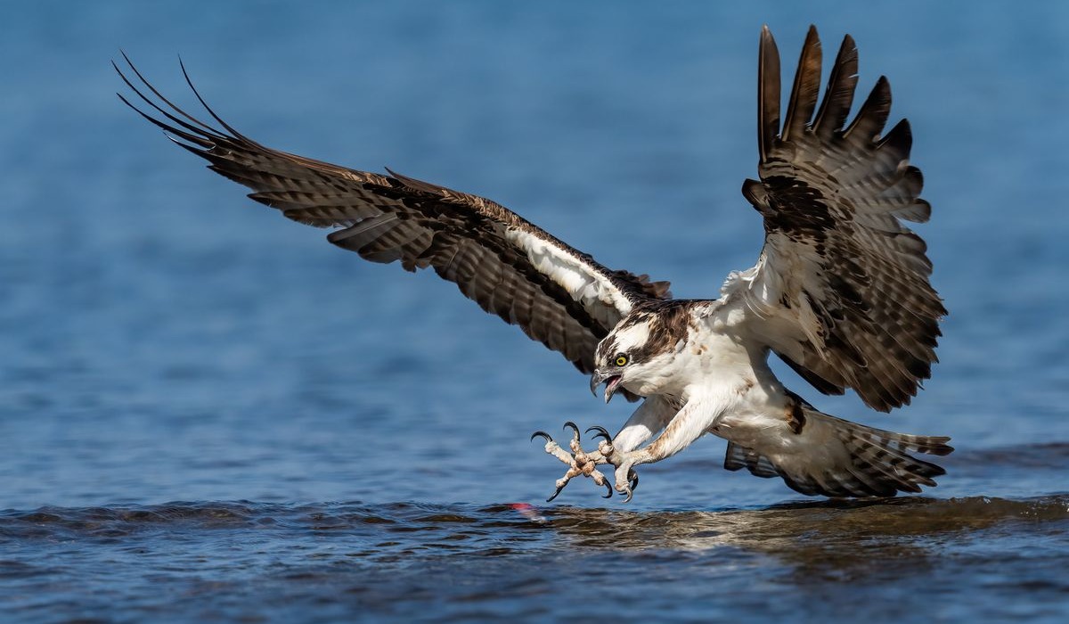 Tai-samaki (Osprey) 
