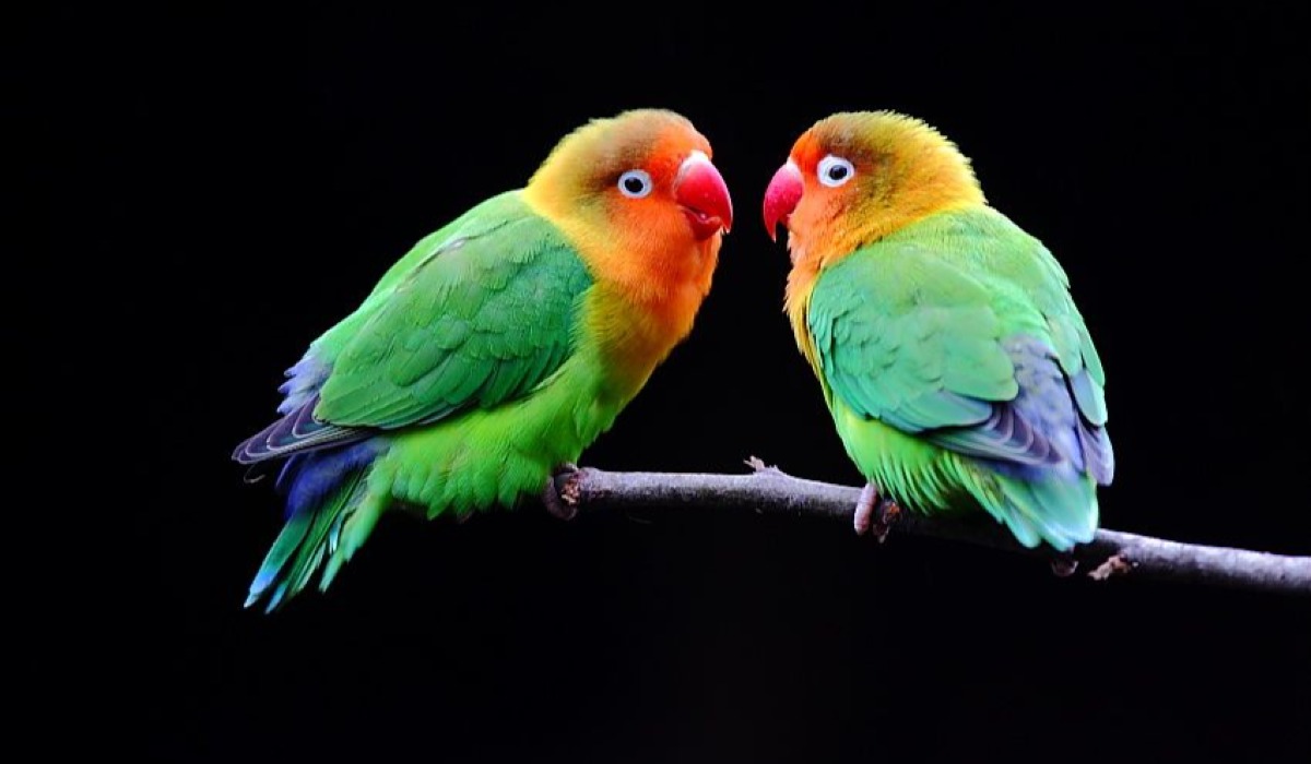 Kasuku mdogo (Lovebird) 