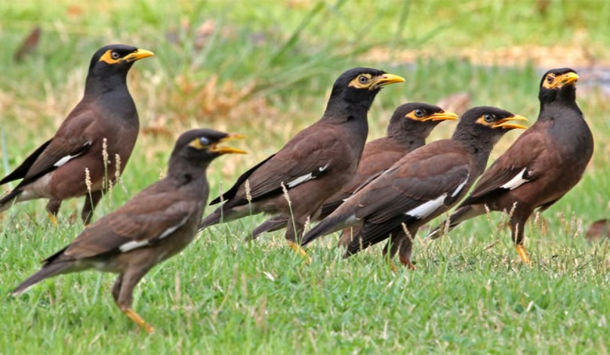 Maina (Mynah/Myna)