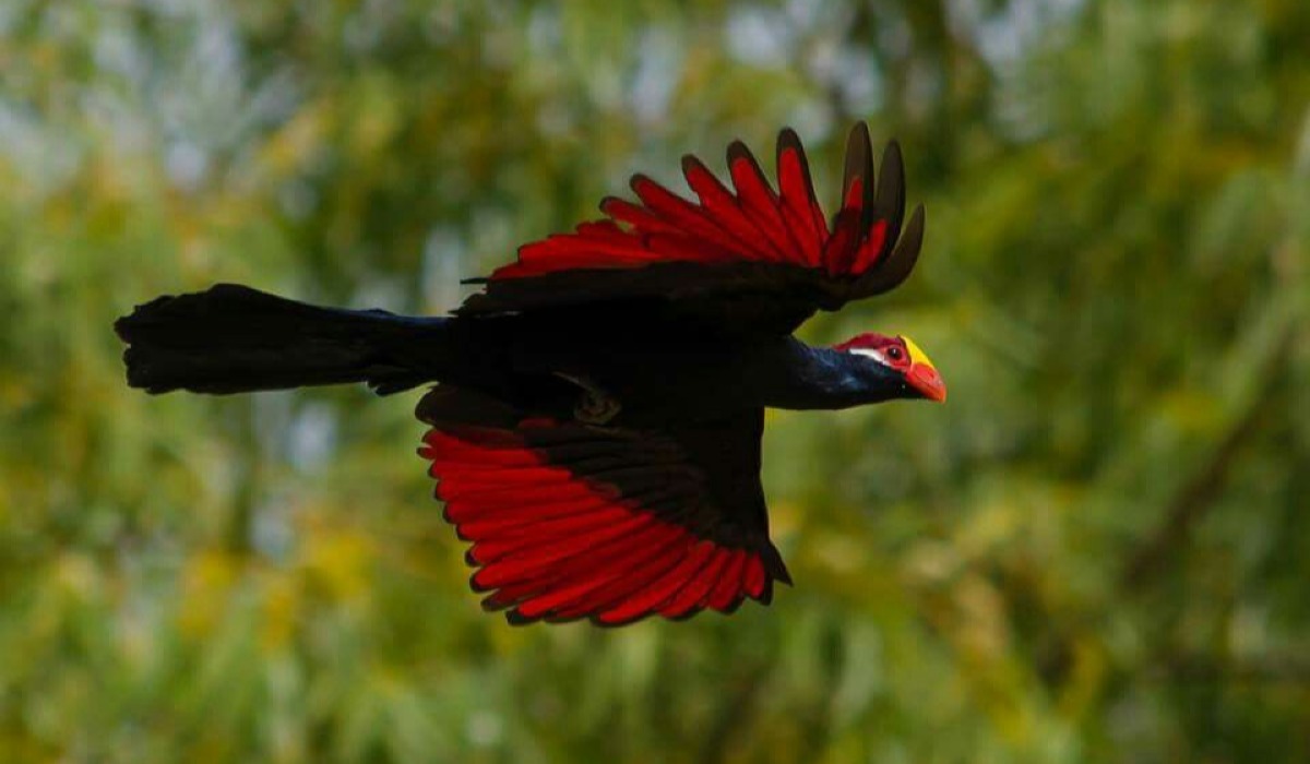 Turako (Turaco) 